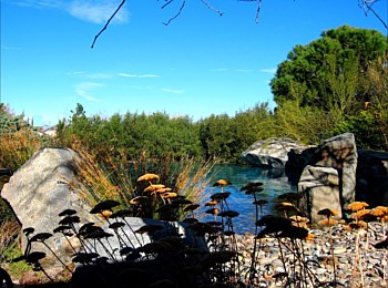 Nick Williams Pools